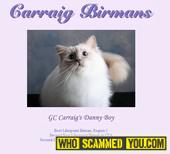 Betty Sleep of Carraig Birman Cattery