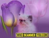 Scam - Melanie Lowry AKA Annie of Catinallity Cattery