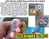 FRAUD DONATION! SCAMS! Little Miracles Rabbit Rescue