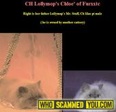 Scam - Krisann McDonnell of Furxxtc Cattery used FIP foundational breeding stock from Melanie Lowry AKA Annie Catinallity & Lollimops Catteries