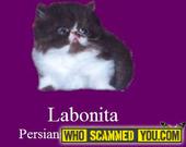 Scam - Susan Deleon of Labonita Cattery used FIP foundational breeding stock from Melanie Lowry AKA