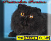 Scam - Christina Flores of Pristine Katz Cattery